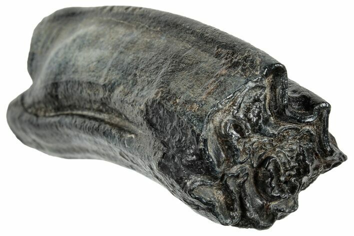 Pleistocene Aged Fossil Horse Tooth - South Carolina #260006